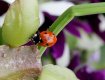 Ladybird.jpg