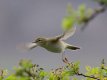 Willow Warbler 21st April 2017.jpg