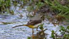 Grey Wagtail 25thApril 2017.jpg
