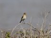 Wheatear Pwllheli 23rd April 2017.jpg