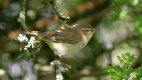Willow Warbler 25th April 2017.jpg