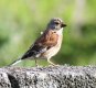 Linnet Pwll William, Nefyn.jpg