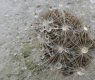 Raindrops on dandelion.jpg