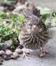 Young Dunnock.jpg