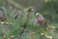 [GoldCrest.jpg