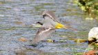 Grey Wagtail in the stream at Nefyn.jpg