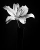 2011-11, EOS300, RPX100, FD10, 105mm, Lilly 2.jpg
