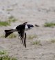 House Martin Aberdaron.jpg