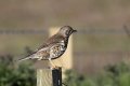 Mistle Thrush Nefyn 22nd May2017.jpg