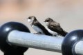 Pair Sand Martins Aberdaron.jpg