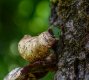 Cocoon on peeling bark 010617 jpeg.jpg Cocoon on peeling bark 010617 jpeg.jpg