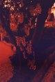 Redscale laburnum 1.jpg