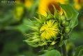 SunflowerBud.jpg SunflowerBud.jpg