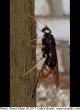 woodwasp36.jpg