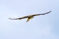 Dale-Red-Kite-RP.jpg