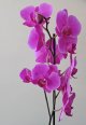 Orchid.jpg