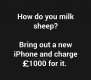milksheepiphone.jpg