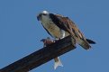 osprey_and_its_lunch.jpg
