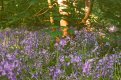 BLUEBELLS.JPG