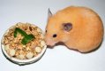 Hamster cake.jpg