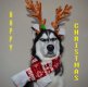 angry-husky-christmas-photoshoot-anuko-9.jpg