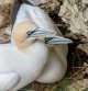 Gannet-2-Apr-18.jpg