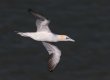 Gannet-3-Apr-18.jpg