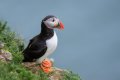 Puffin 1024.jpg Puffin 1024.jpg