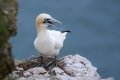 Gannet 1024.jpg Gannet 1024.jpg