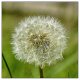 Dandylion.jpg Dandylion.jpg