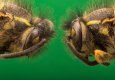 Two Wasps Head to Head_.jpg Two Wasps Head to Head_.jpg