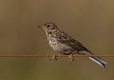 Meadow pipit 1 (1 of 1).jpg