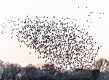 Murmuration (small) Nov 18 jped reduced-0480.jpg