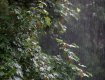 Rain and leaves-3467.jpg