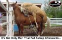 horsesfallasleeptoo.jpg