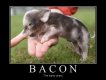 Bacon-Jokes2.jpg