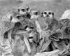1509PMXBW37 Meerkats.jpg 1509PMXBW37 Meerkats.jpg