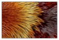 feathers-7628.jpg feathers-7628.jpg