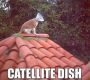 dish.png