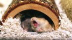 Server Hamster Yawn.jpg Server Hamster Yawn.jpg