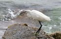 Egret.JPG