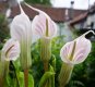 Arisaema candissimum.jpg