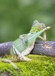 dragon-lizard-playing-leaf-guitar-aditya-permana-indonesia-1.jpg