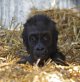 babyGorilla2_2949.jpg babyGorilla2_2949.jpg