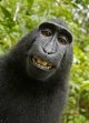 800px-Macaca_nigra_self-portrait_large.jpg