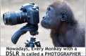 Nowdays-Every-Monkey-With-Chimpanzee-Meme.jpg