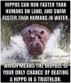 hippo.jpg