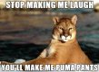 puma pun.jpg