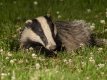 1200-badger-_1705648-thumb.jpg