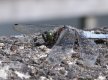 Dragonfly 8583.jpg